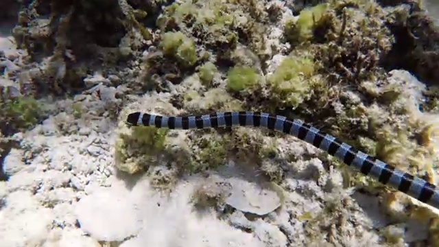 带条纹的海蛇在海里视频素材