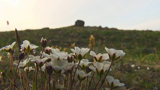 冻土带上的小白花视频素材