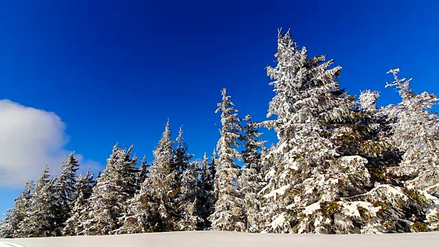 冬季景观与高云杉和雪山视频素材