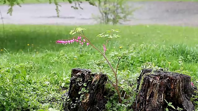 美丽的大自然在雨中视频素材