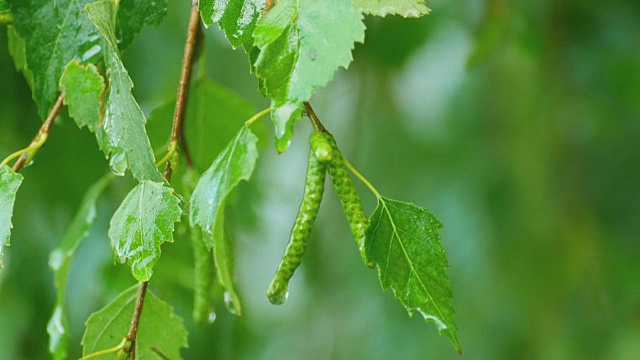 桦树特写夏雨后视频素材