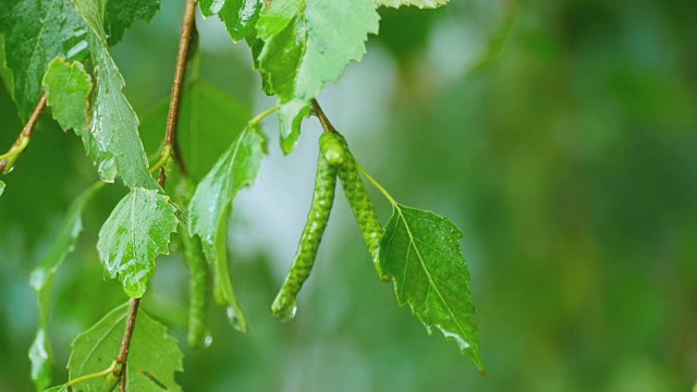 桦树特写夏雨后视频素材