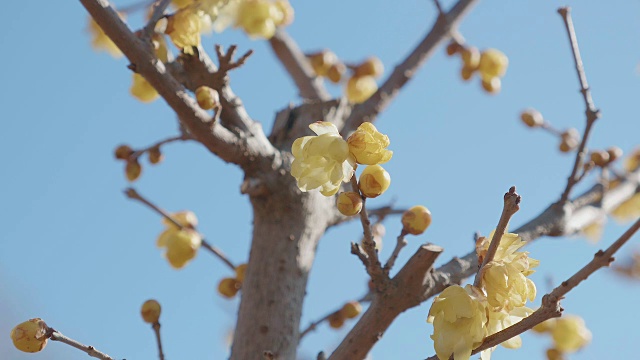 日本东京昭和纪念公园，冬季鲜花盛开视频素材