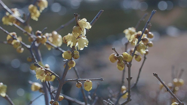 日本东京昭和纪念公园，冬季鲜花盛开视频素材