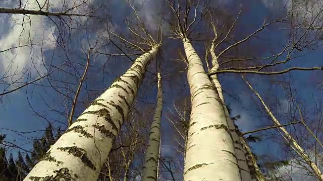 白桦树映衬着多云的天空，时光流逝视频素材