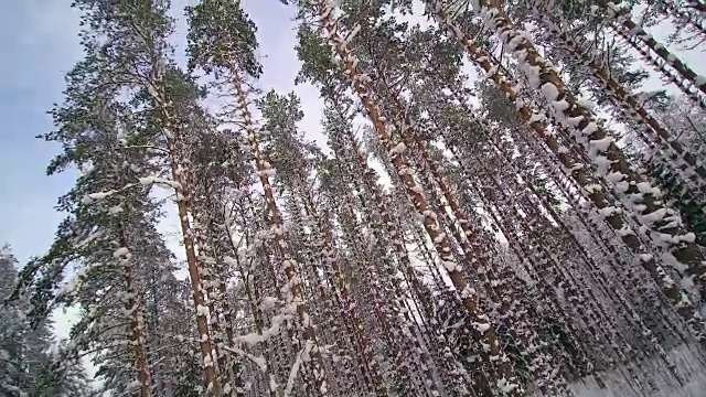 高大的树木上覆盖着厚厚的积雪视频素材