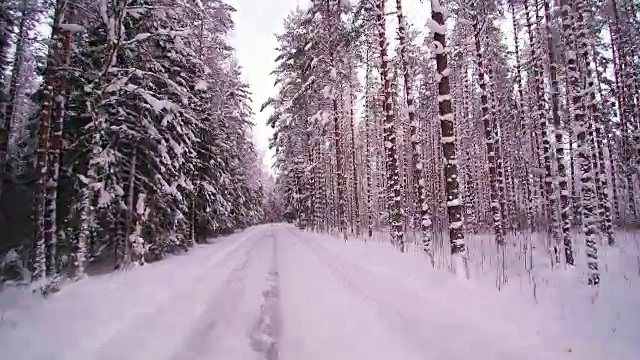 白色森林中间的那条路视频素材