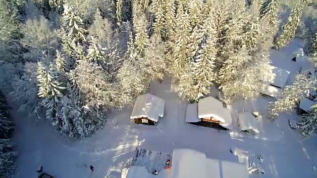 鸟瞰图的白色森林在雪视频素材