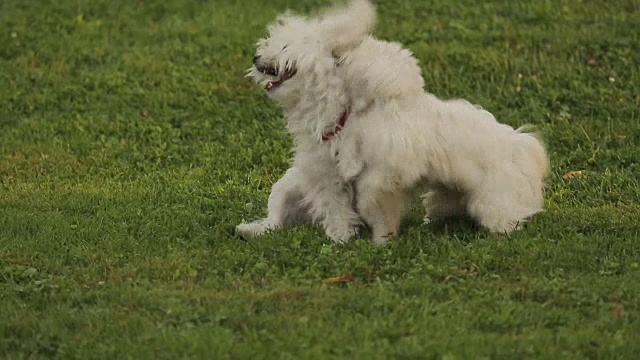 两只白色的小猎犬在公园里打闹，开心极了视频素材