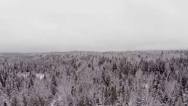 冬季降雪后的野生森林的航拍视频视频素材