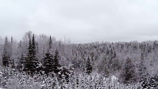 冬季降雪后的野生森林的航拍视频视频素材