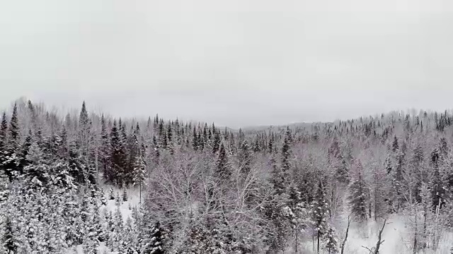 冬季降雪后的野生森林的航拍视频视频素材