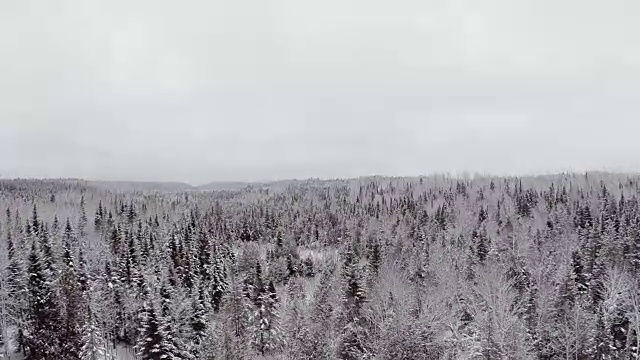 冬季降雪后的野生森林的航拍视频视频素材