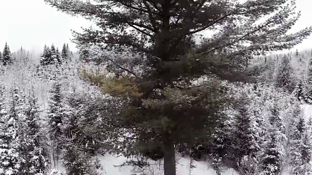 冬季降雪后的野生森林的航拍视频视频素材