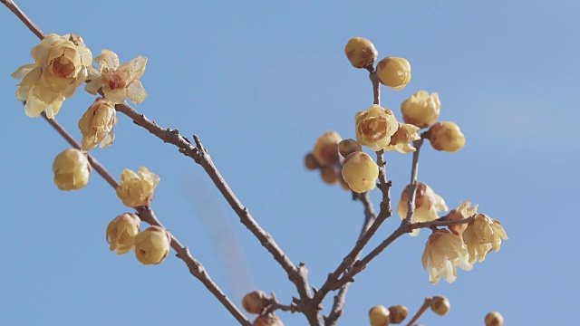 日本东京昭和纪念公园，冬季鲜花盛开视频素材