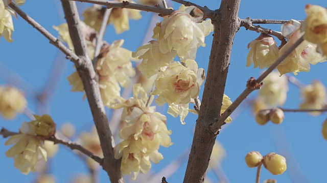 日本东京昭和纪念公园，冬季鲜花盛开视频素材