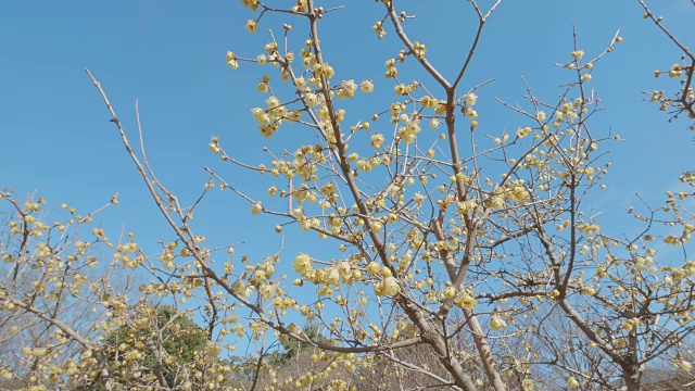 日本东京昭和纪念公园，冬季鲜花盛开视频素材