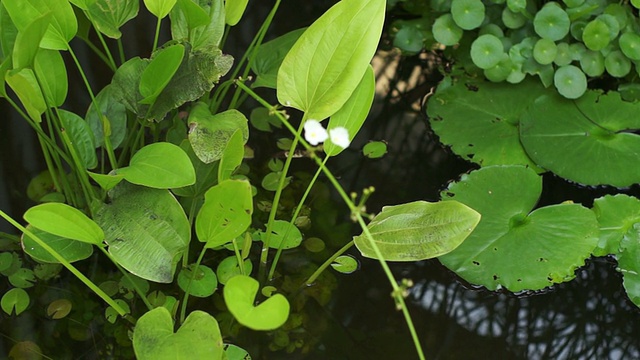 小荷花，摄影视频下载