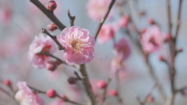 日本红梅，昭和纪念公园，东京，日本视频下载