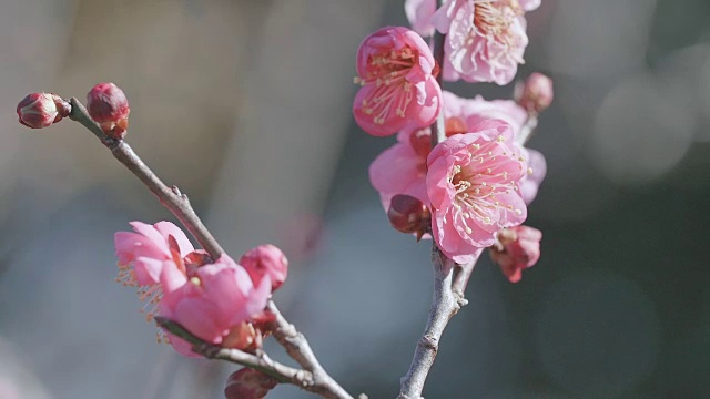 日本红梅，昭和纪念公园，东京，日本视频下载