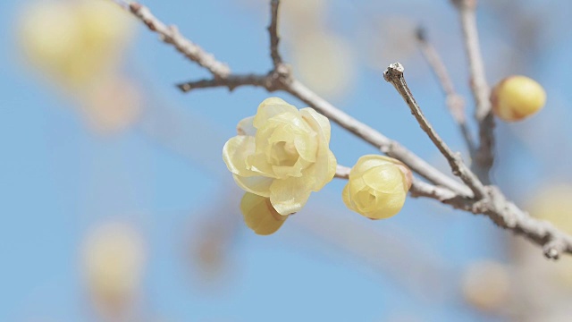 日本东京昭和纪念公园，冬季鲜花盛开视频素材