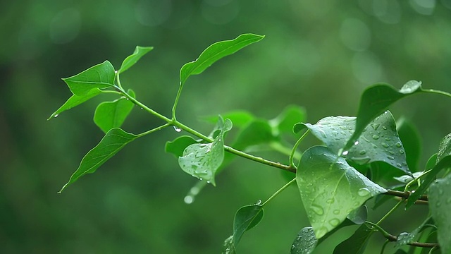 潮湿的分支视频素材