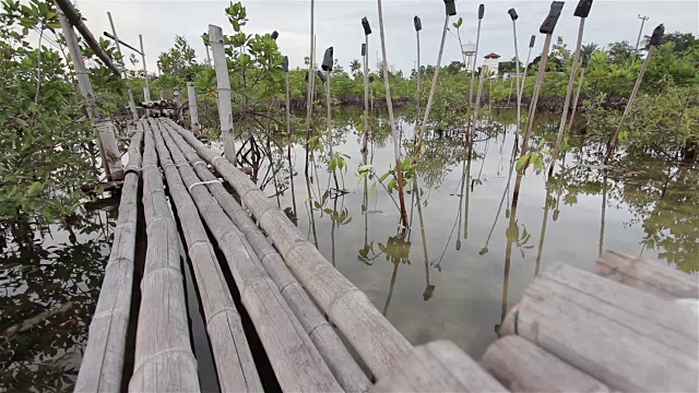 海边的红树林。多莉拍的。视频素材