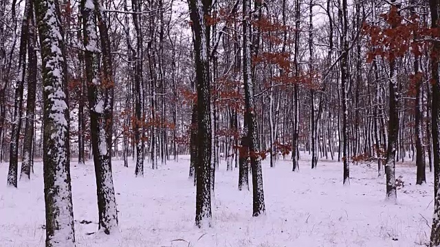 森林里飘雪的冬天视频素材