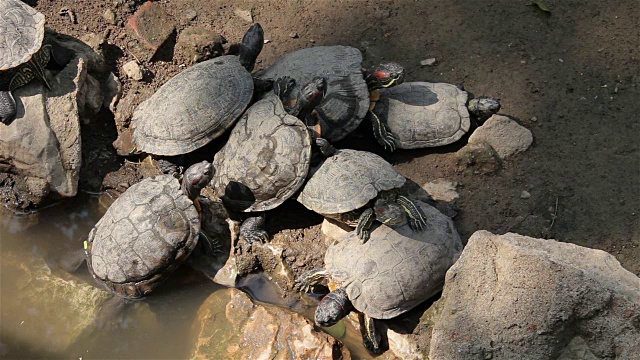 池塘里的红耳滑龟(Trachemys scripta elegans)。视频素材