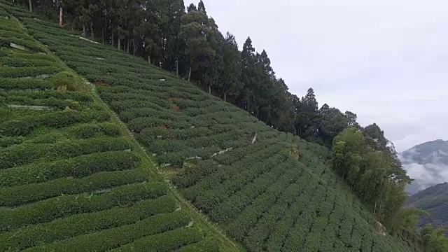 A .茶园和云海视频素材