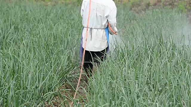 泰国农民在洋葱田喷洒农药视频素材