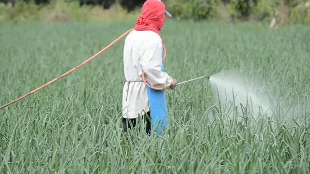 泰国农民在洋葱田喷洒农药视频素材