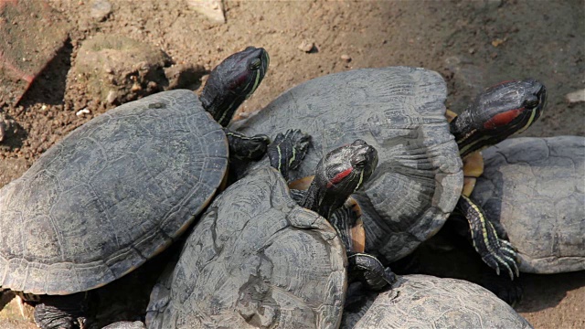 池塘里的红耳滑龟(Trachemys scripta elegans)。视频素材