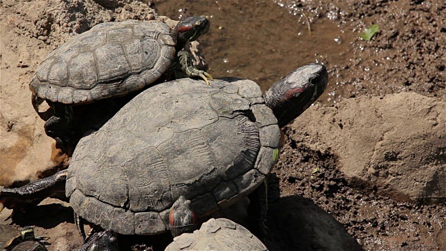 池塘里的红耳滑龟(Trachemys scripta elegans)。视频素材