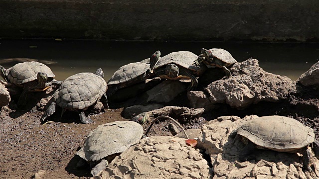 池塘里的红耳滑龟(Trachemys scripta elegans)。视频素材