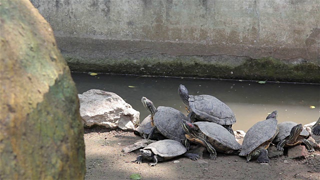 池塘里的红耳滑龟(Trachemys scripta elegans)。视频素材