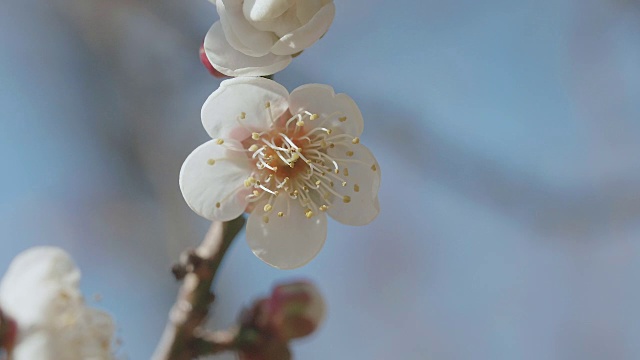 日本白梅，昭和纪念公园，东京，日本视频素材