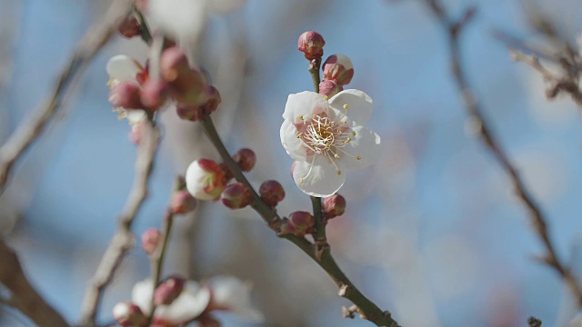 日本白梅，昭和纪念公园，东京，日本视频素材