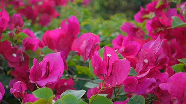 花在风中摇曳视频素材