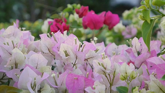 花在风中摇曳视频素材