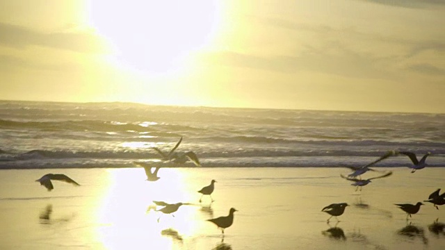 海滩上的海鸥视频素材