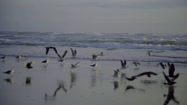 鸟飞近海浪视频素材