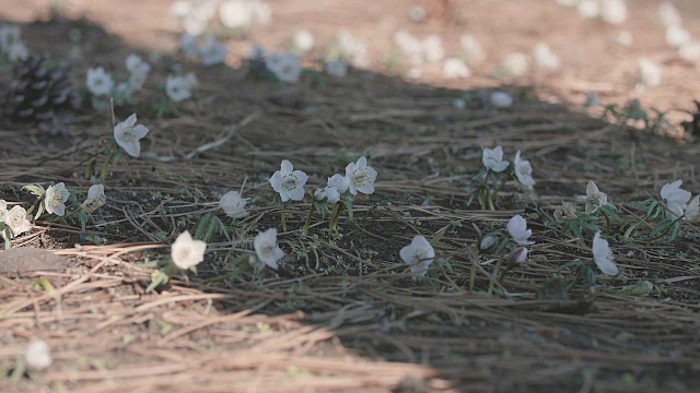 樱花，昭和纪念公园，东京，日本视频素材