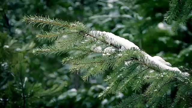 微风中有雪的松枝视频素材