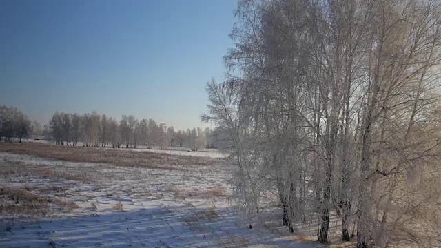 树木与雪在冬天的乡村公园视频素材