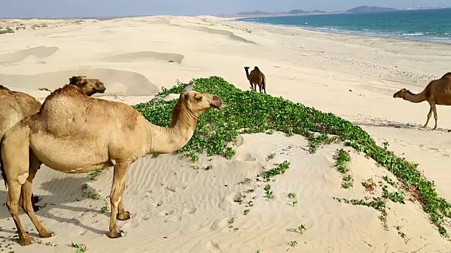 骆驼在海边吃东西视频下载