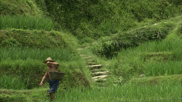 在广西壮族桂林，一名男子肩上扛着两个沉重的篮子走下龙骨梯田山坡上的楼梯视频素材