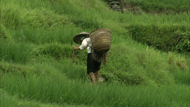 在广西壮族桂林，人们在龙骨梯田上劳作视频素材