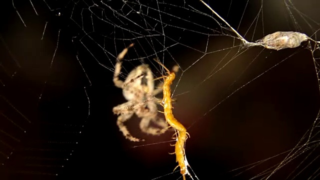 特写的十字蜘蛛正在捕猎视频素材