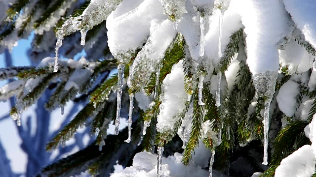 雪中的云杉枝视频素材